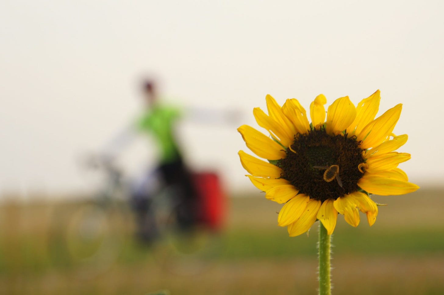 A bee explores a sunflower as Chelsea whizzes past in the Plains.