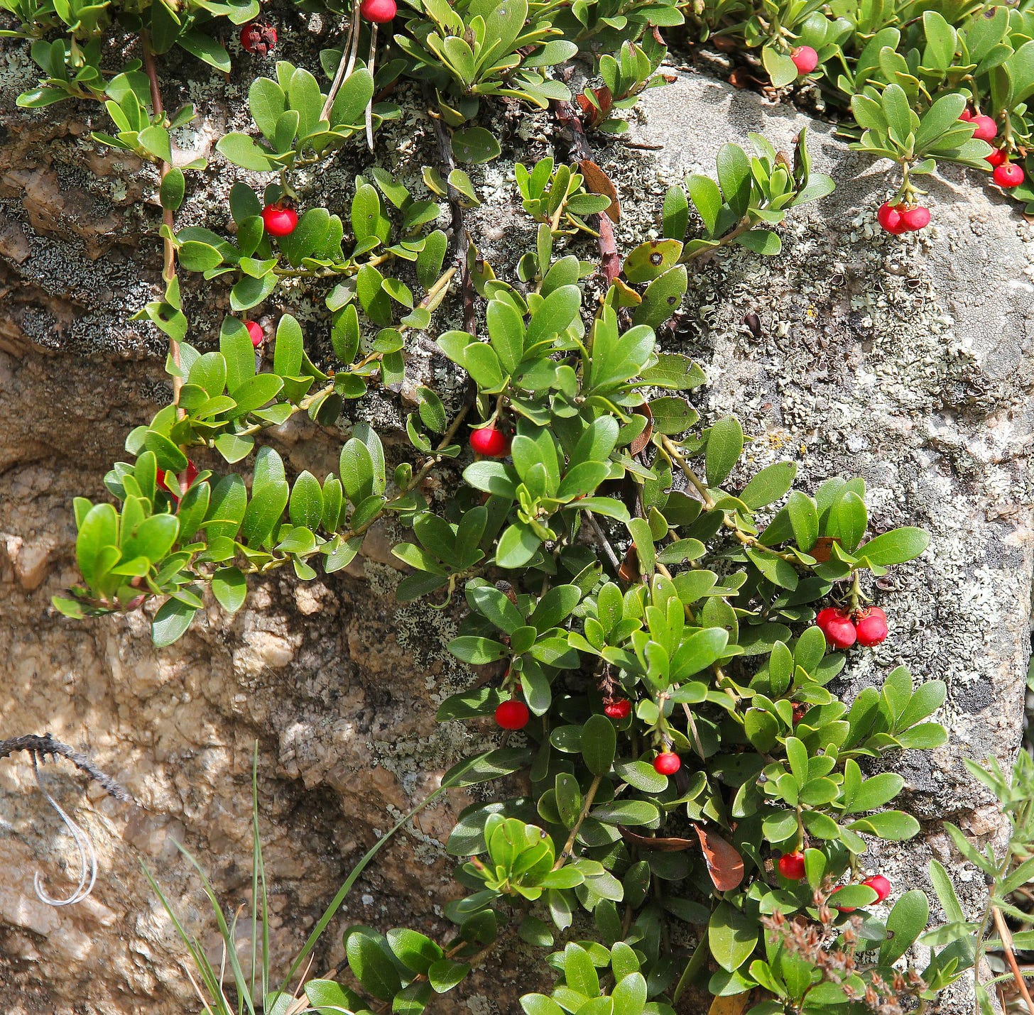 Bearberry, Archtostaphylos ova-ursi, (kinnikinnick )a traditional offering of thanks