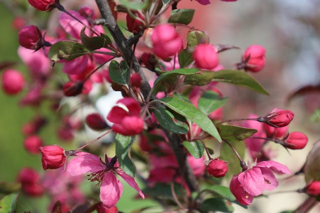 Crab apple blossoms at the farm