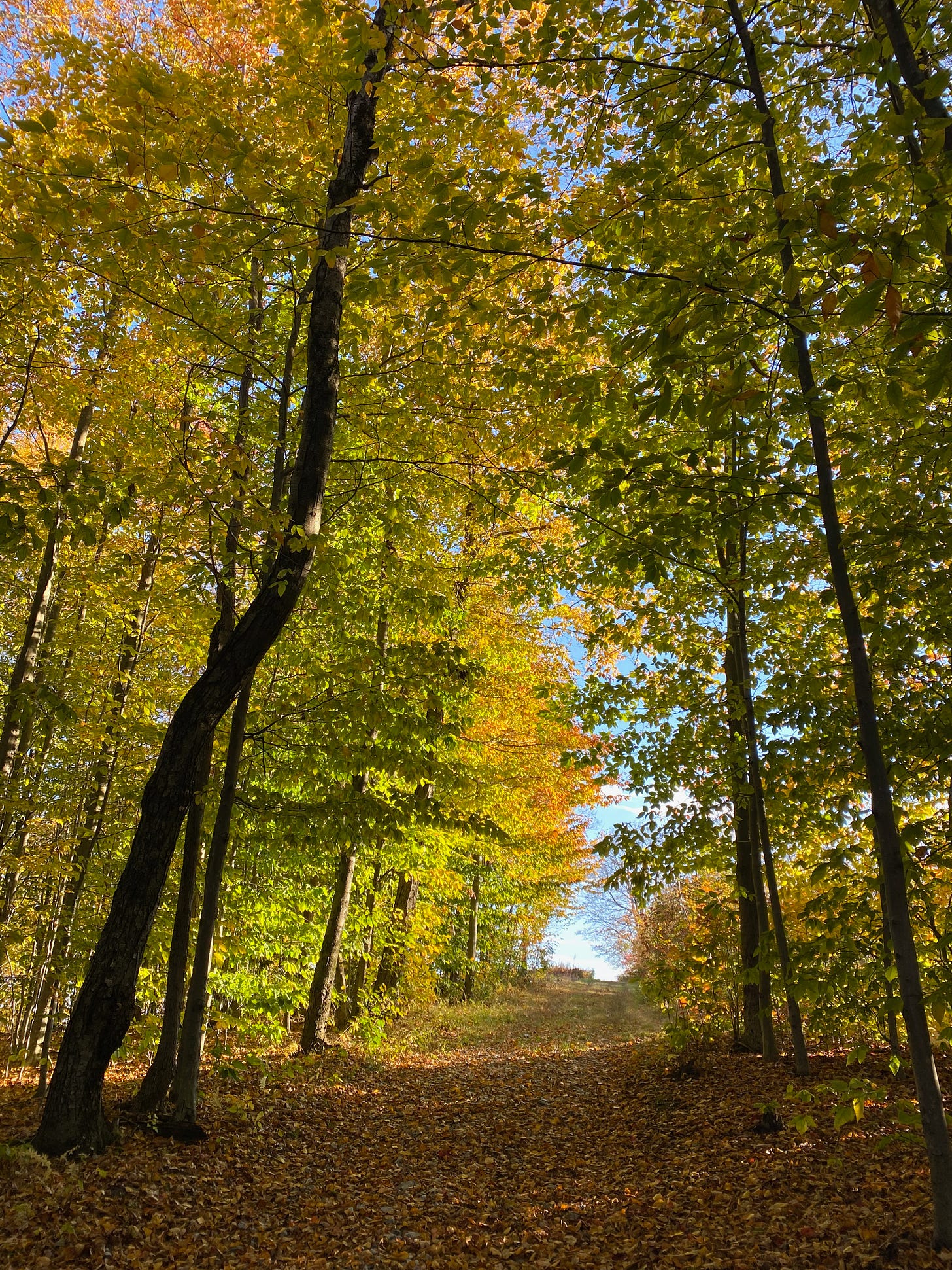A wooded path, covered in brown leaves, winding between towering gold and green beech trees.