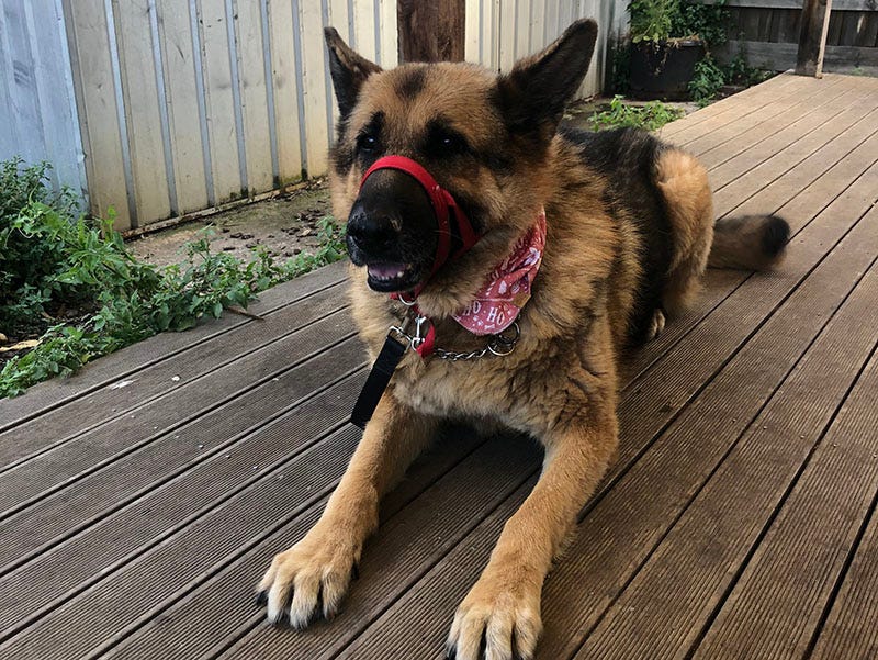 A German shepherd wears a xmas bandana.