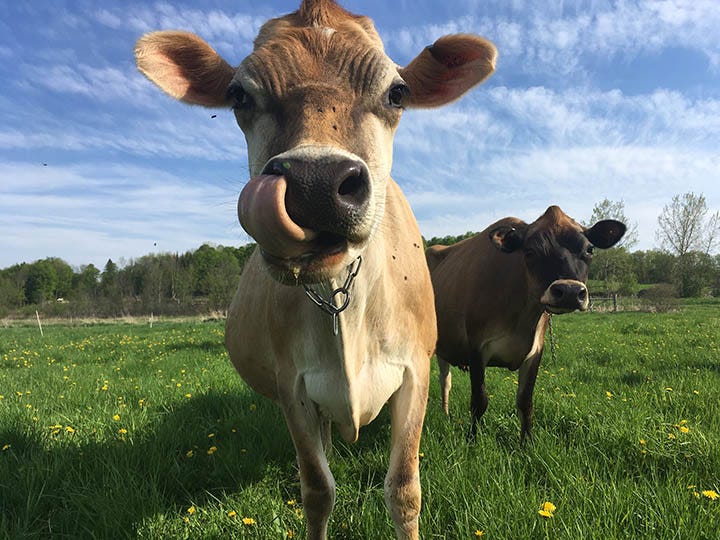 Friendly Cows at the Family Cow
