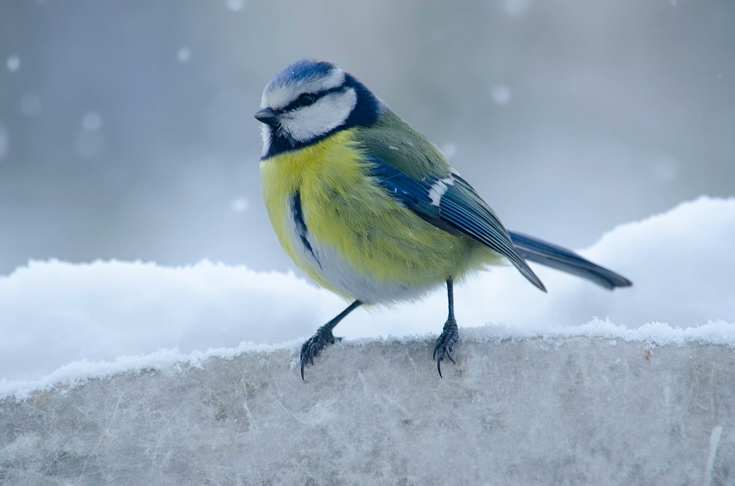 A blue-tit in the snow.