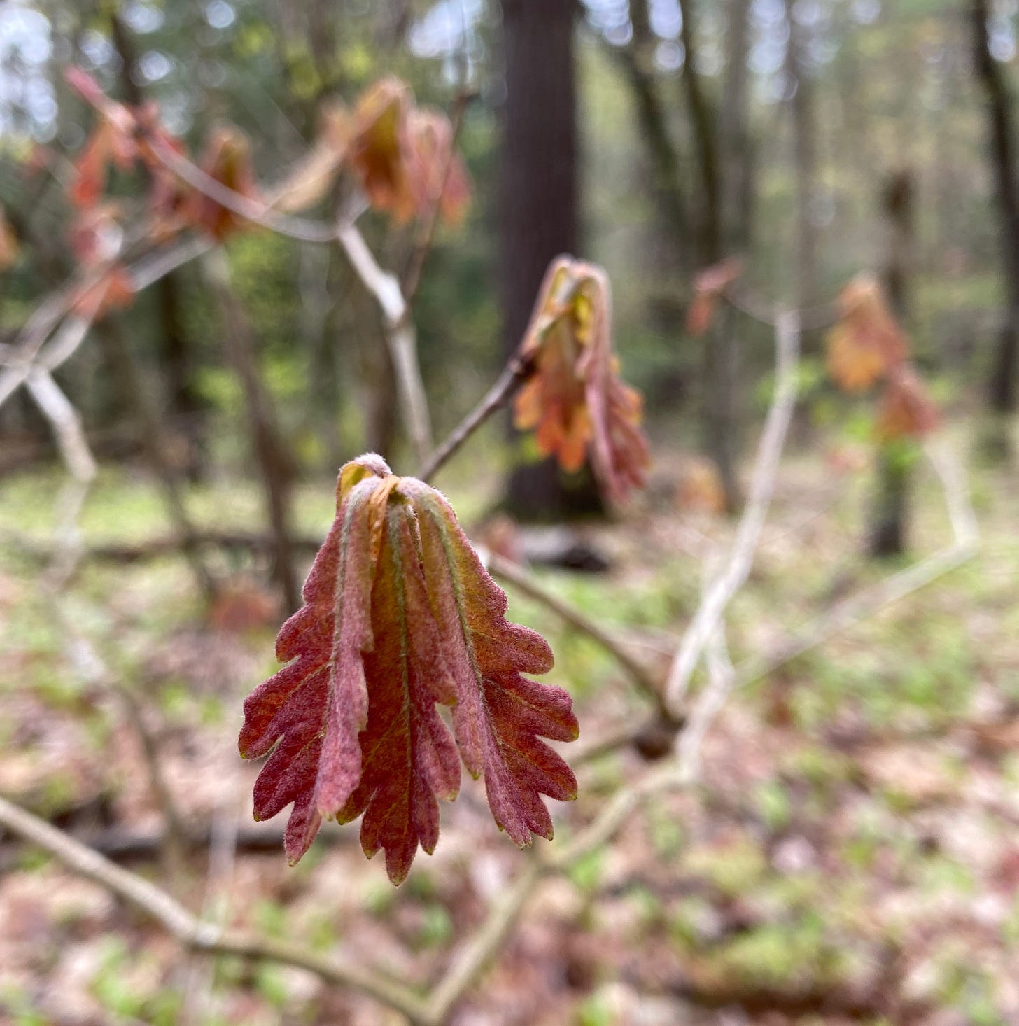 Closeup of a cluster of tiny, fuzzy, new red oak leaves. The forest in the background is a blur of green and brown.