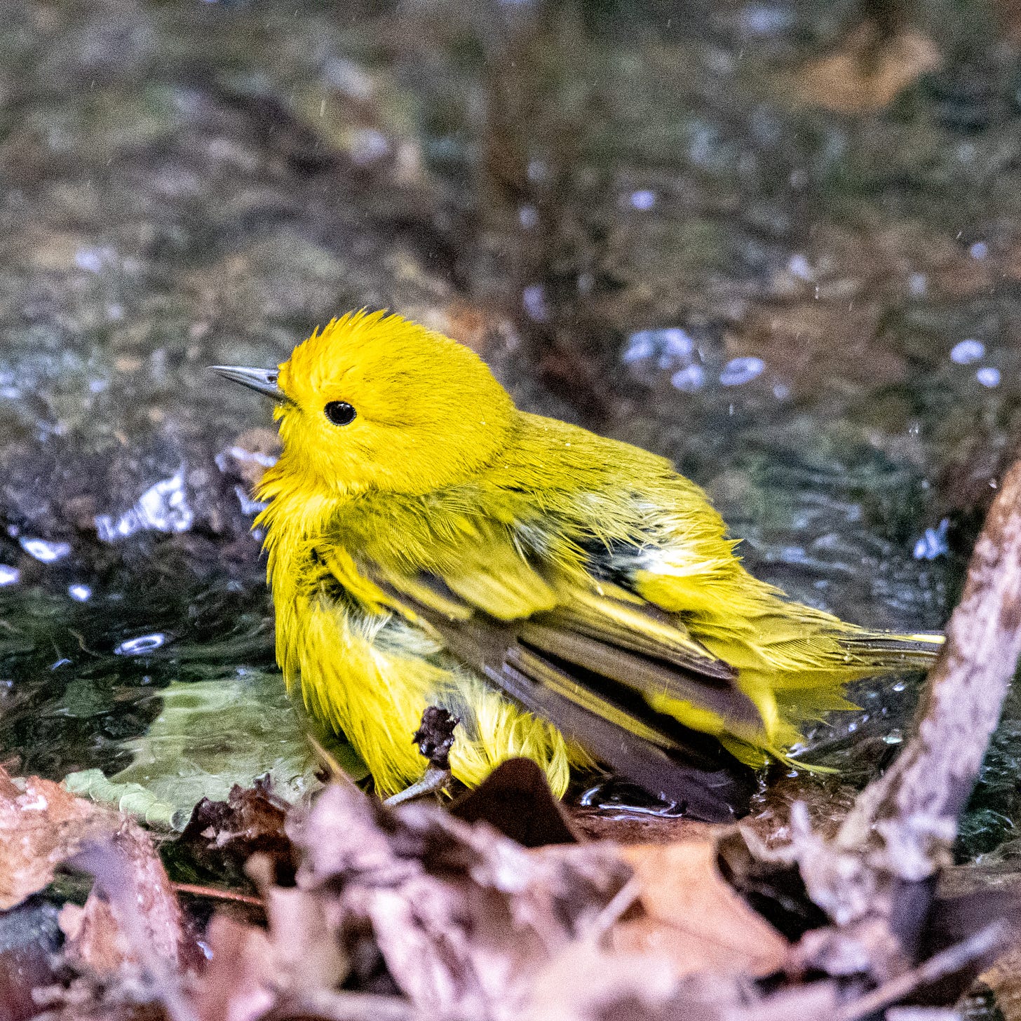 A yellow warbler in a creek, with ruffled, drying feathers