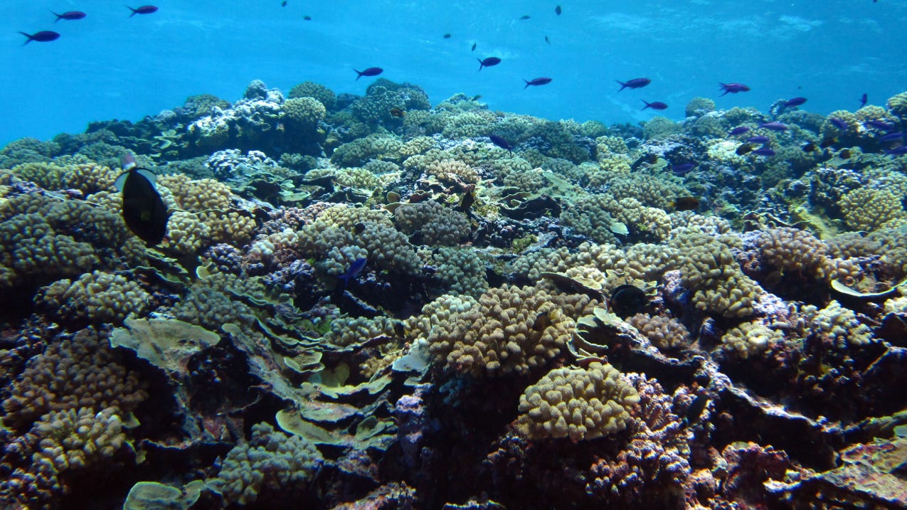 Coral reefs: Essential and threatened | National Oceanic and Atmospheric  Administration