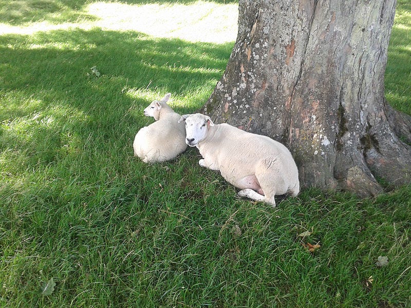 Two sheep lying in the grass at the foot of a shady tree.