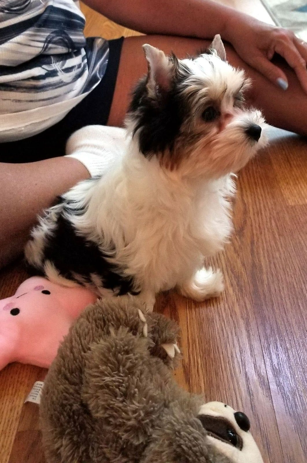 Puppy on the floor next to woman and toys