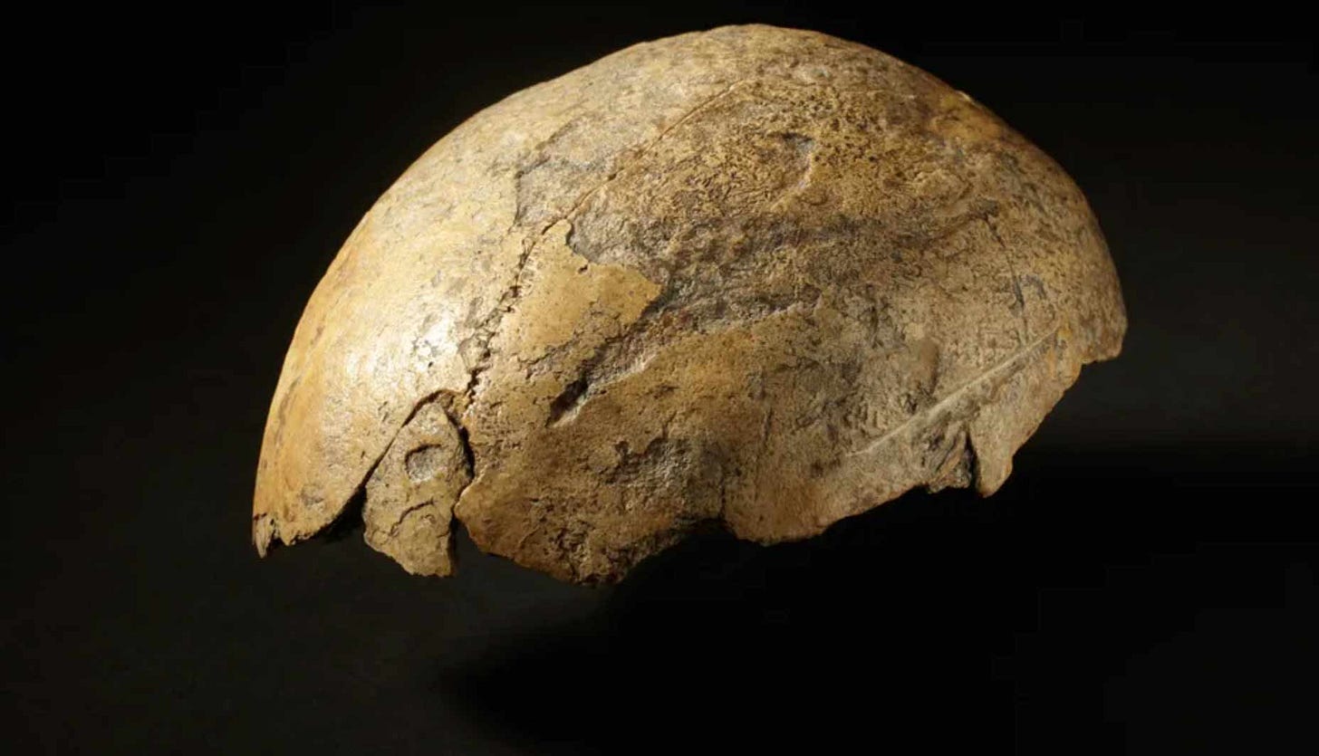 Skull portion of the Ochtendung supposed Neandertal