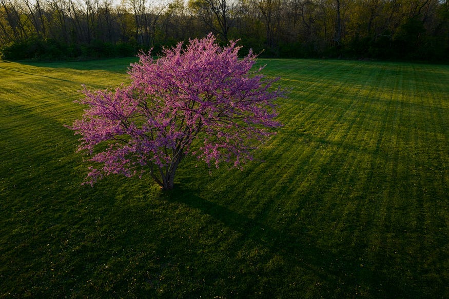 A large tree covered in bright pink blossom sits in a green field on a sunny day.
