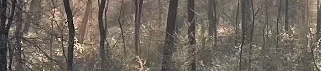 Wide picture of trees in a forest, light shines on the underbrush, where there's a lot going on...