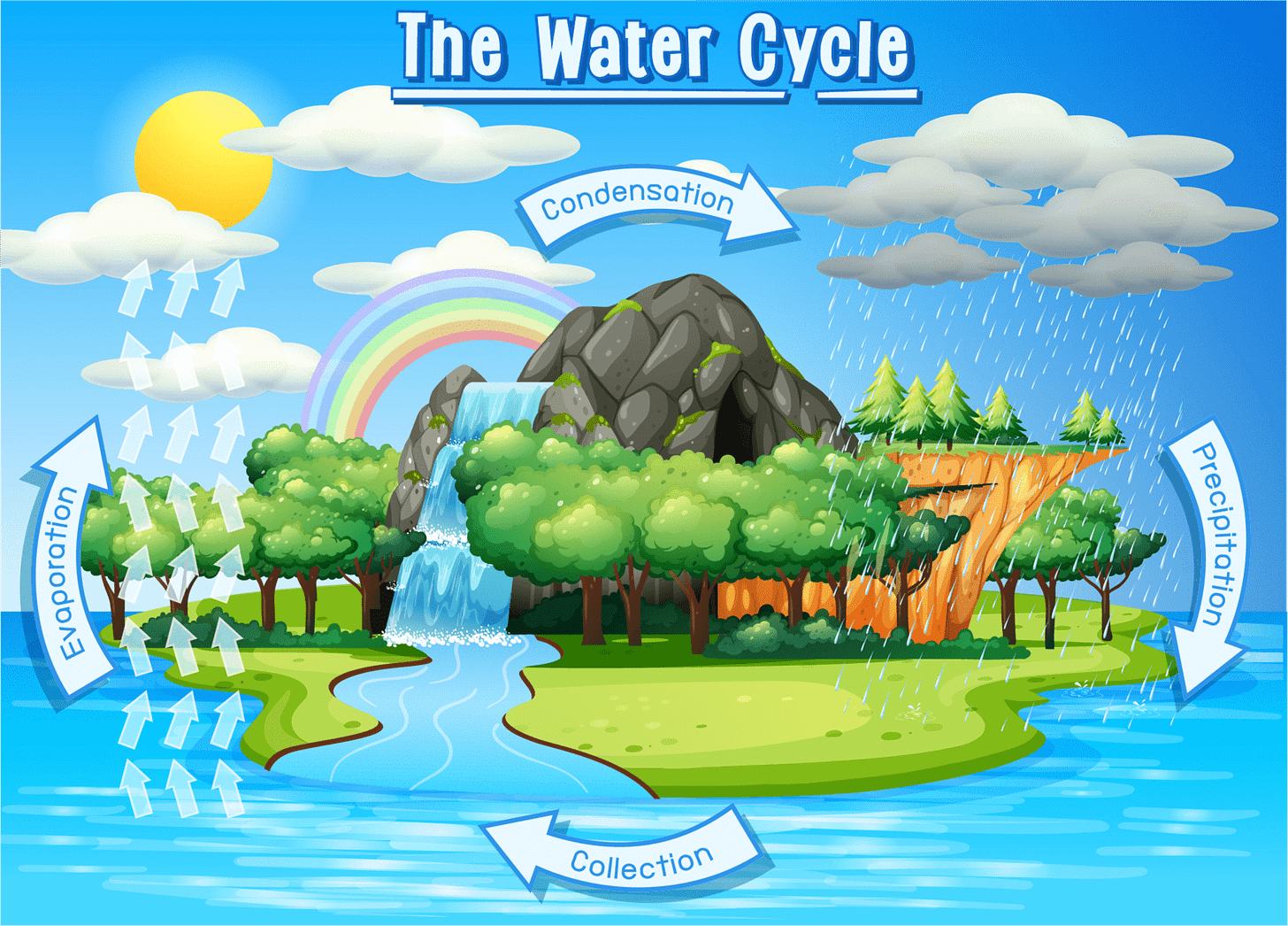 The 4 Processes of the Water Cycle and Some Cool Facts - LearningMole