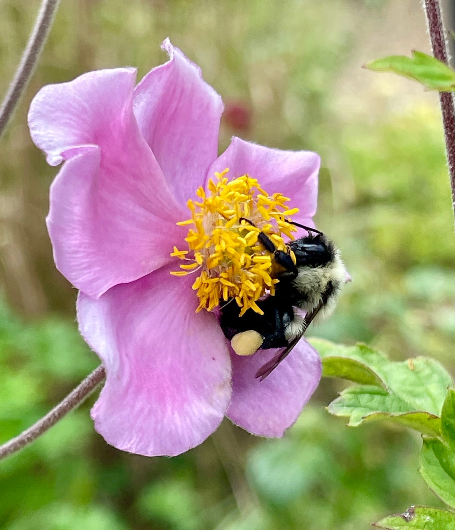 A native bumblebee on our Japanese Anemones in the Cottage Garden.