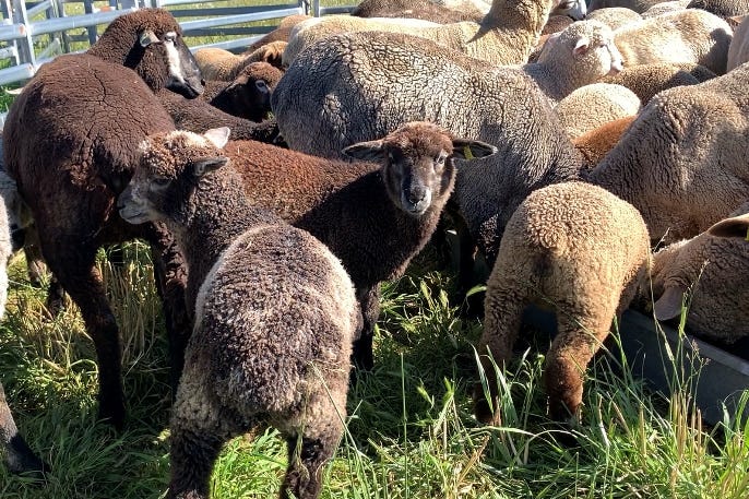 Black sheep finally finds place in wool industry, thanks to consumer thirst  for all-natural fibres - ABC News