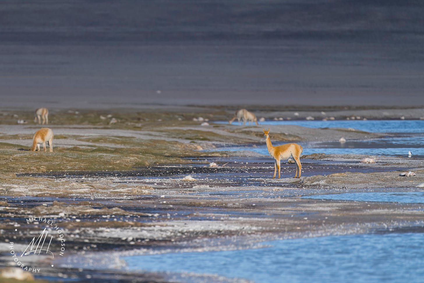 Vicuñas feeding along the shore of Laguna Grande next to flamingo carcasses. 