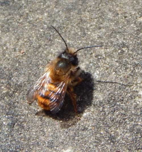 Mason bees