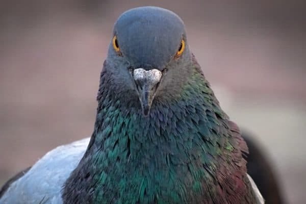 Pigeon Quiz: Test What You Know! - A-Z Animals