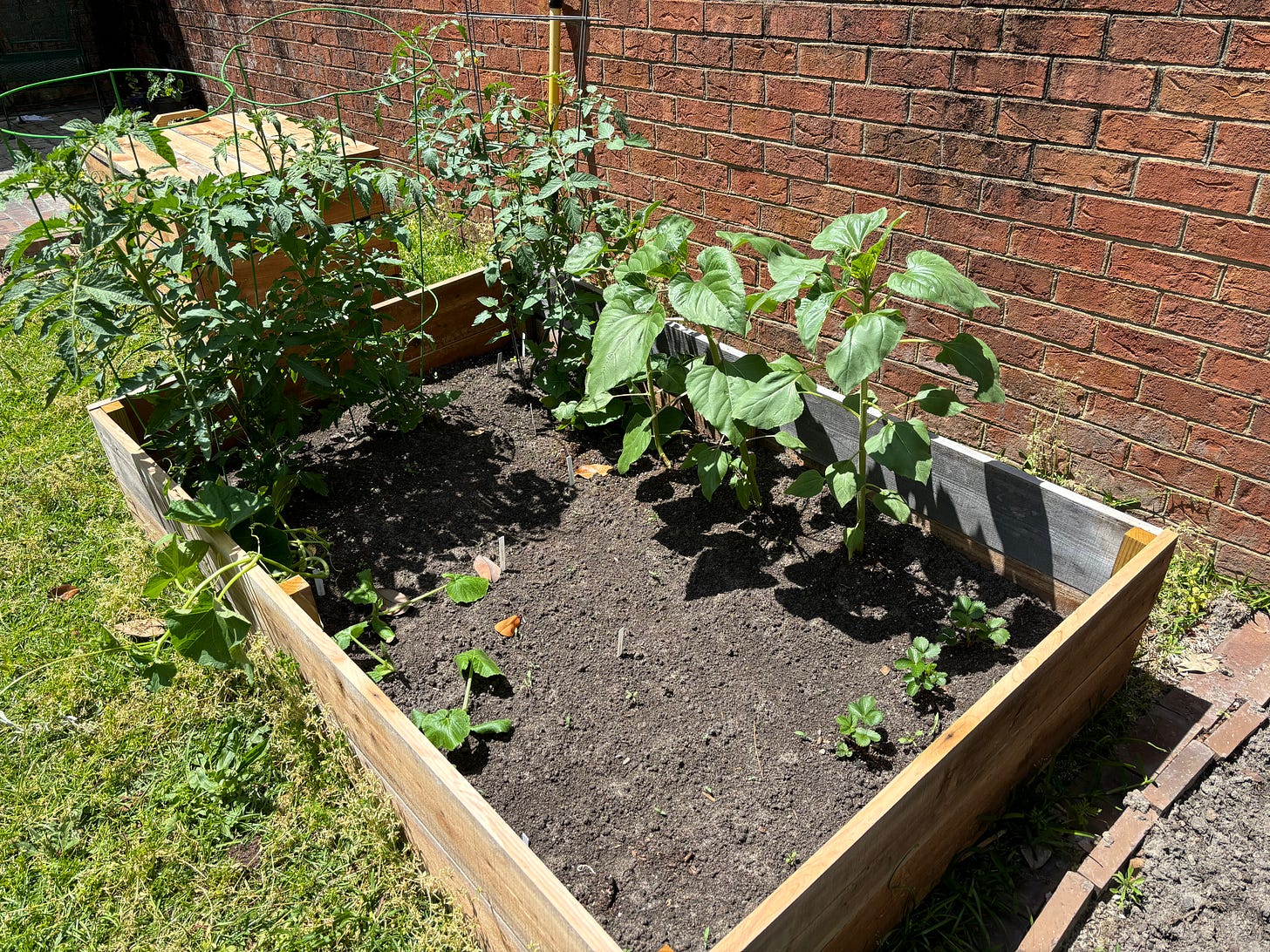 A raised bed with three tomato plants, three sunflowers, some strawberry plants, and a number of seedlings