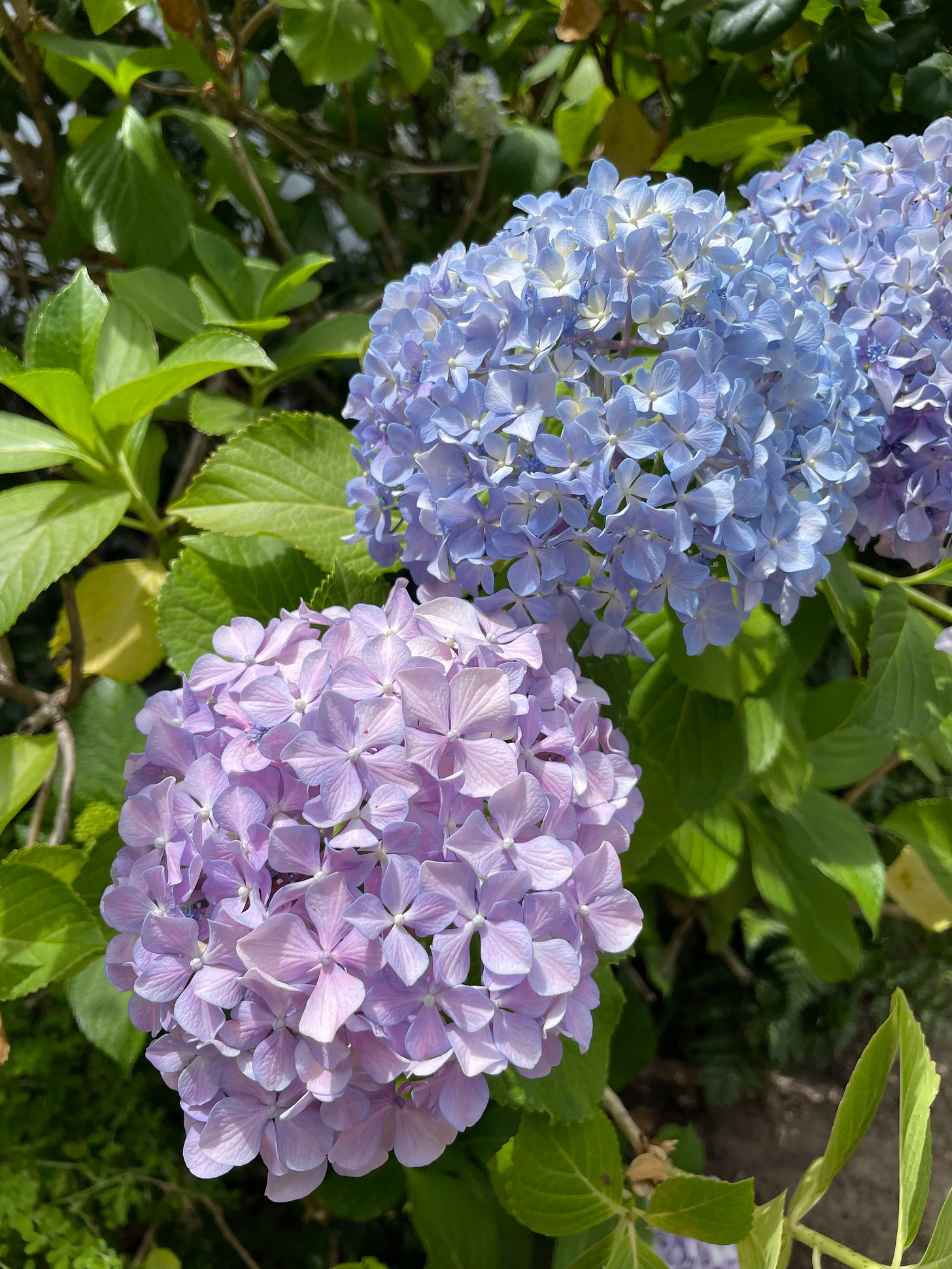 Purple hydrangeas, shown up close.