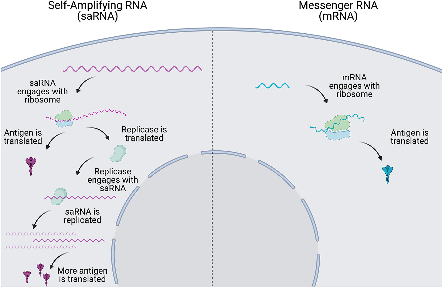 Schematic of the intracellular mechanisms of mRNA vs saRNA