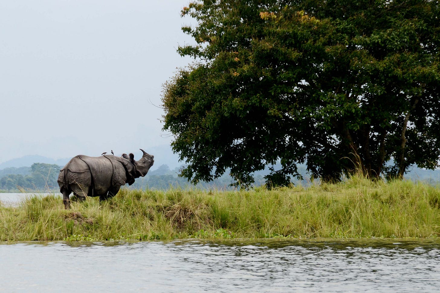 Kaziranga National Park - Wikipedia