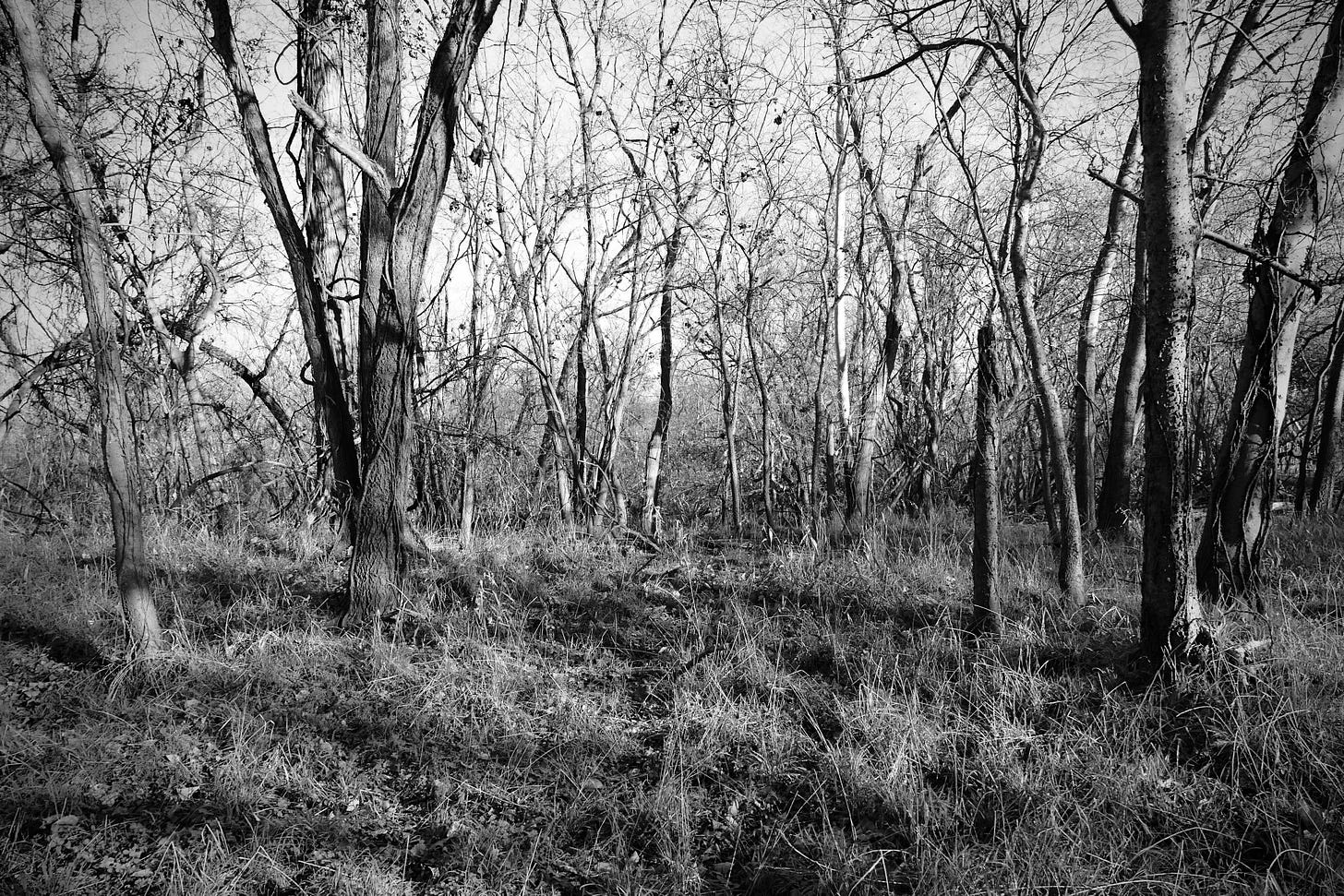 Black and white photo of winter woods, with young sycamores, hackberrys, and wild grass