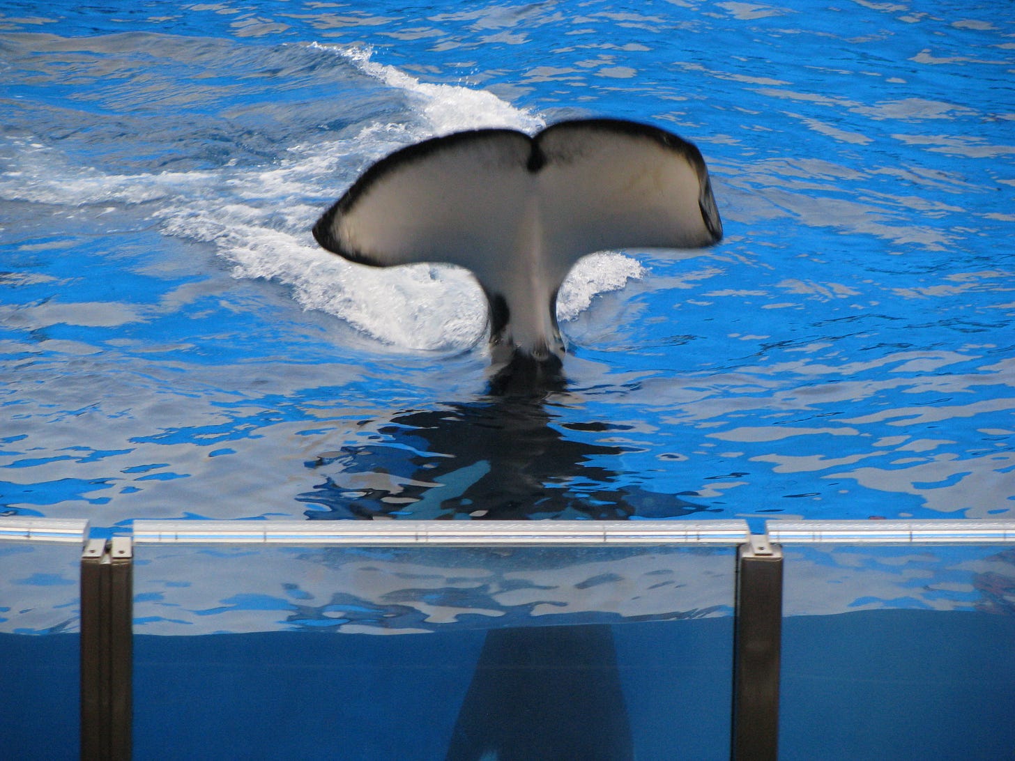 tail of an orca at Seaworld in Orlando, Florida