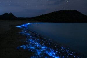 Plankton glowing on a beach at night time. Credit Pixabay.