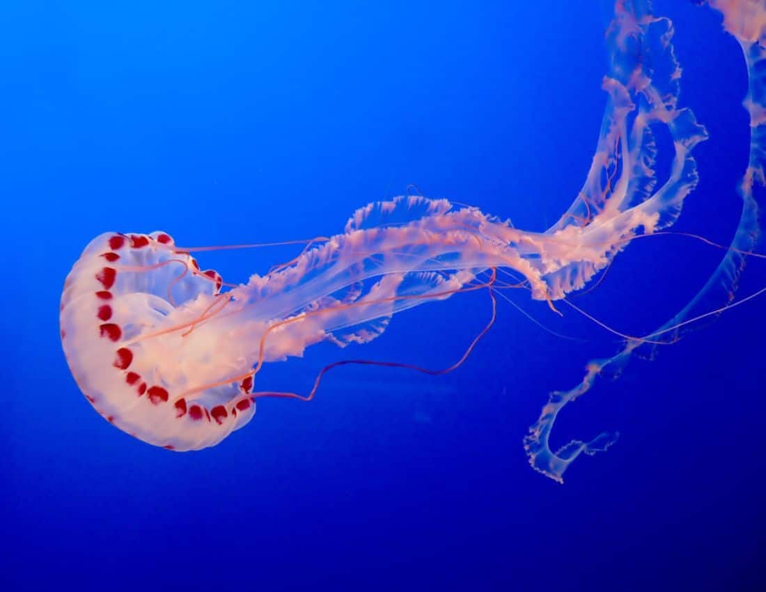Life Span Of A Jellyfish - Smore Science Magazine