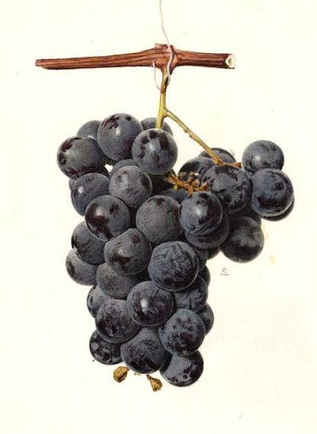 Original image from Parker Higgins. Worden grapes, painted by Royal Charles Steadman. Link 