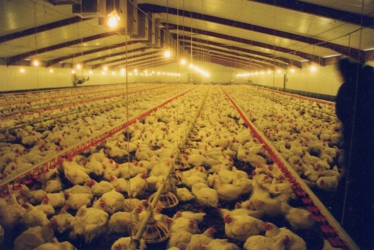 Broiler chickens in a shed