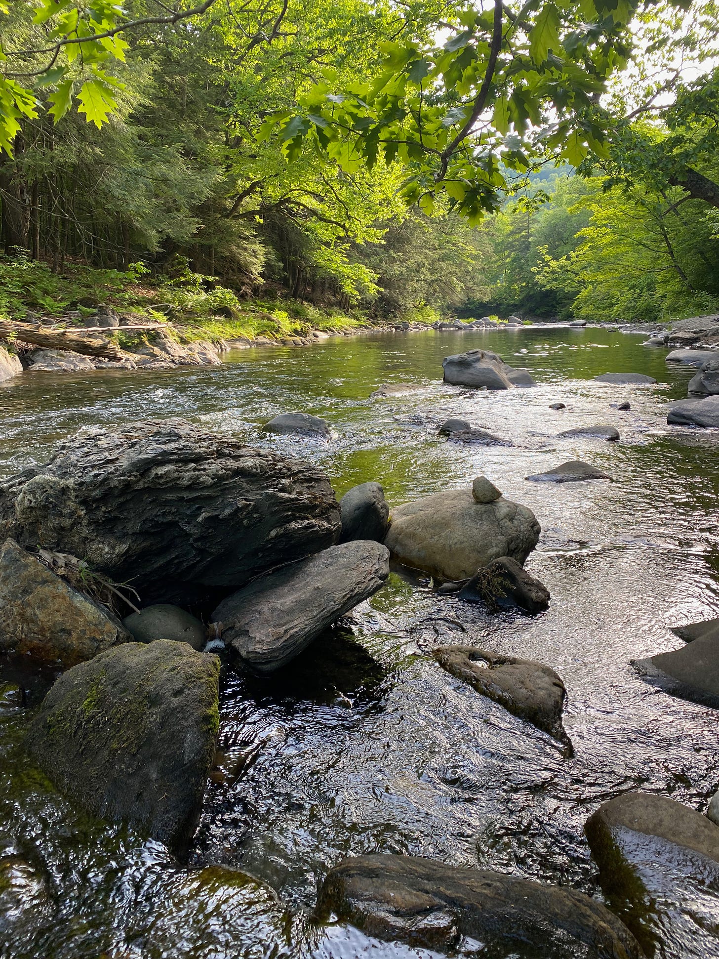 View of a river through a canopy of green leaves.