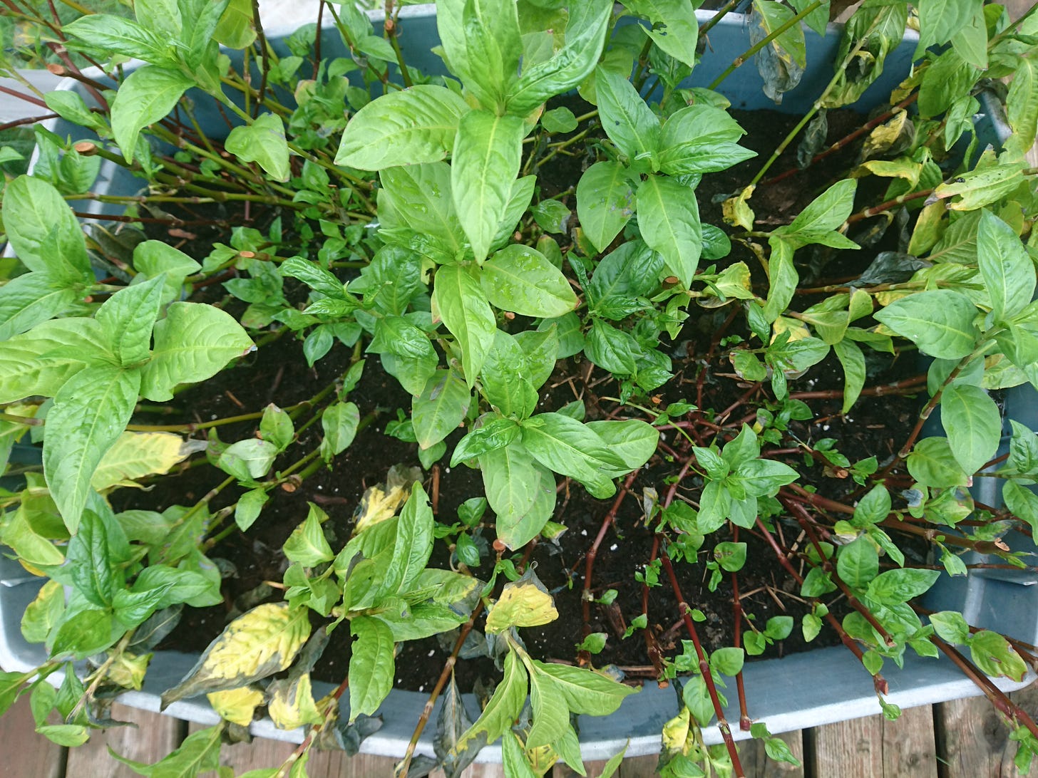 A variety of large and small indigo leaves. Larger ones are more yellow, and smallers ones are a darker green. The red stems and dark soil in the bucket below can be seen because of the lowered density of leaves