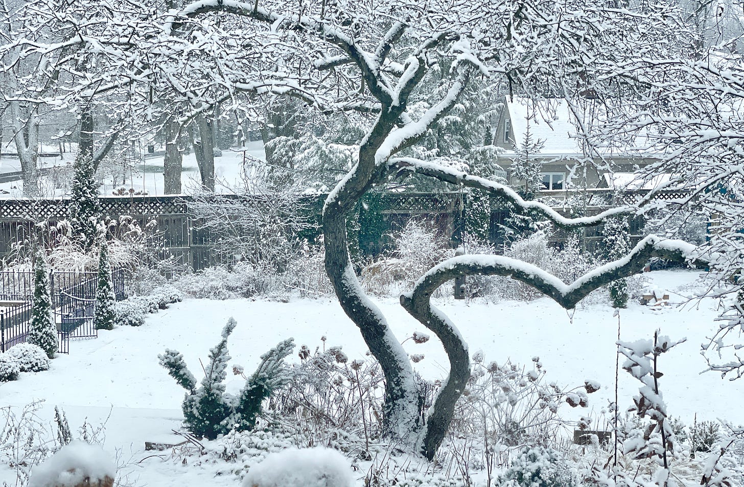 Snow just before Christmas on our lawn and topiary Snow Goose.