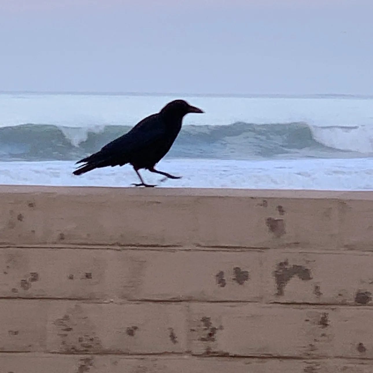 Crow on Sea Wall. Photo copyrighted by Mark Tulin