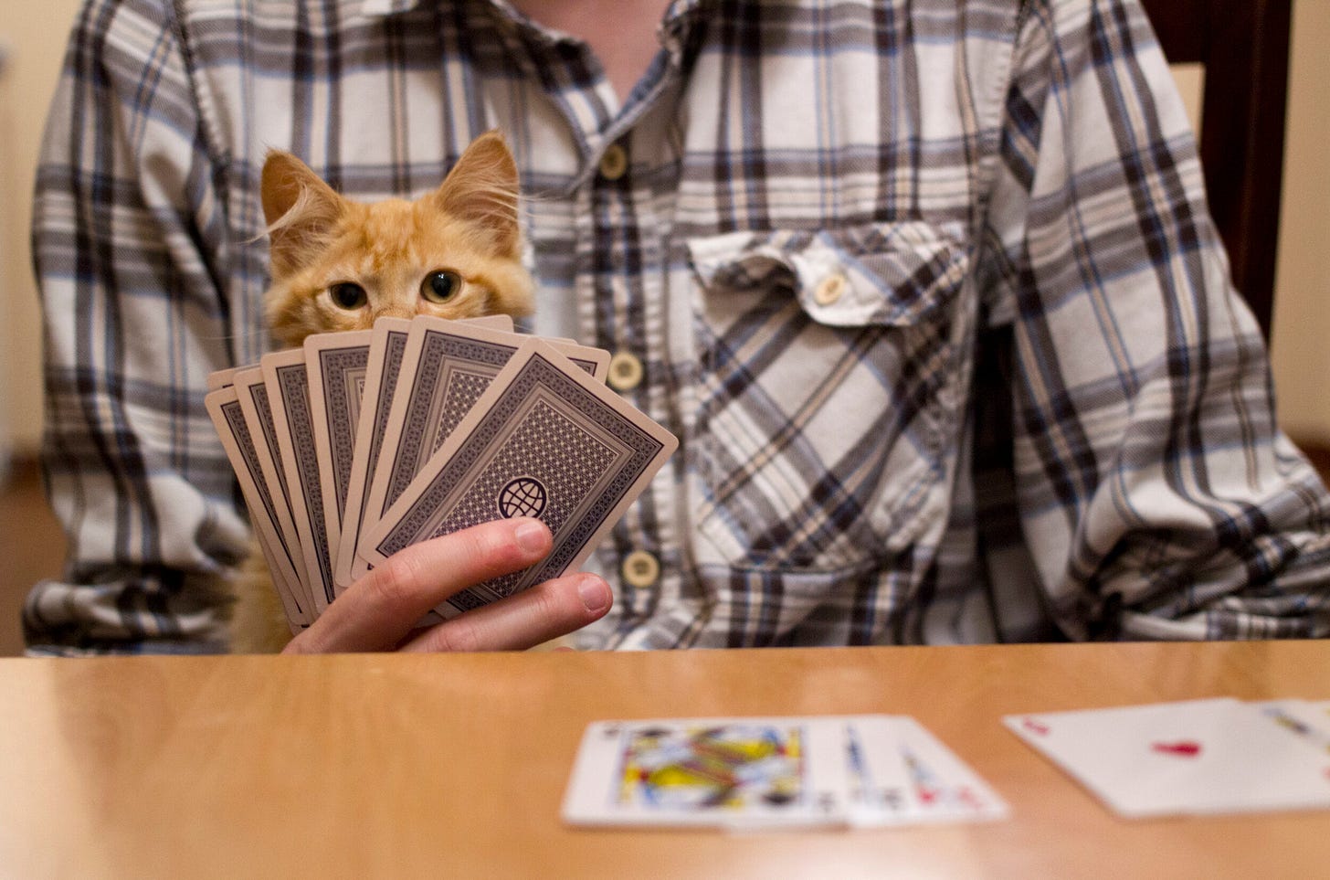 Gambling With Your Cat's Behavior: Solving Annoying Cat Behaviors — Space  Cat Academy
