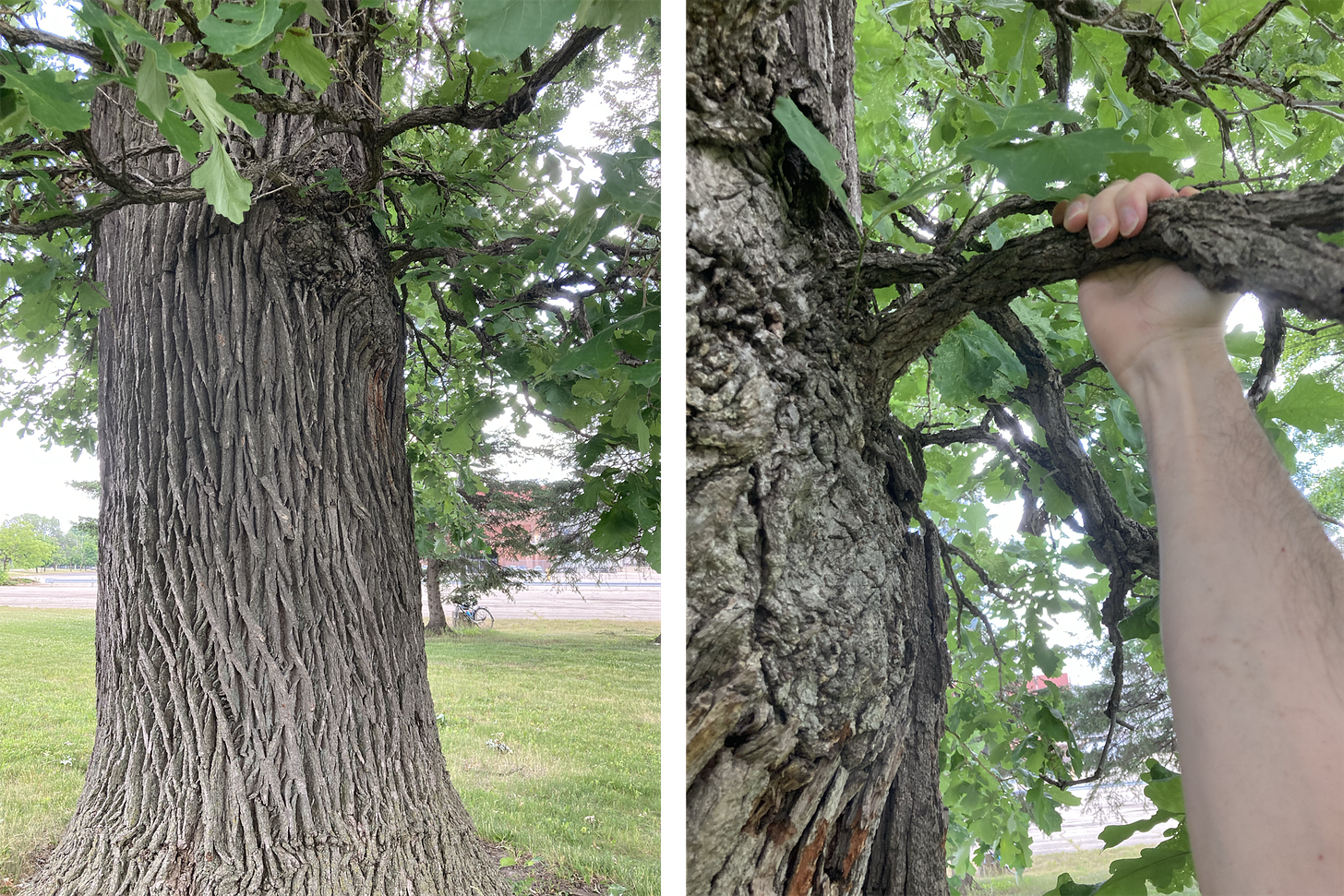 Two photos, side-by-side. One shows the small branches around the trunk of the tree. The other shows my hand grasping such a branch, for comparison of size.