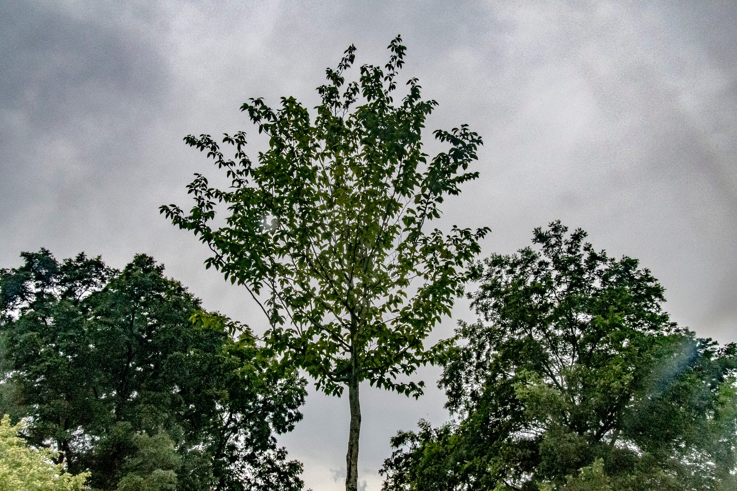 A tree grows in Birmingham, one of dozens planted in the East Thomas neighborhood before the World Games in 2022. Credit: Lee Hedgepeth/Inside Climate News.