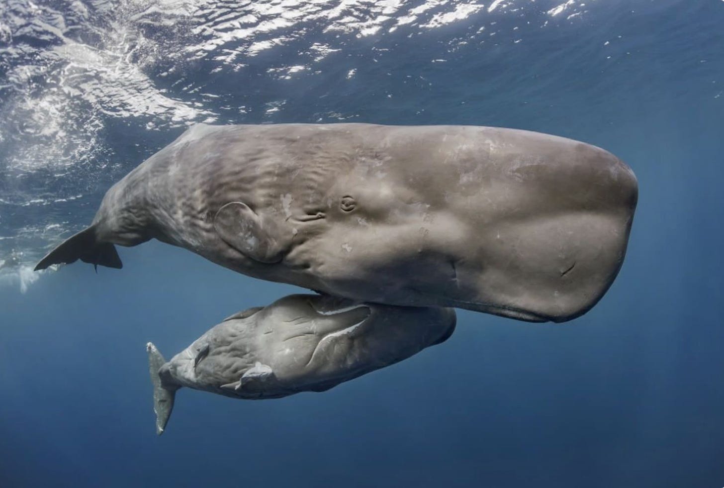 Sperm Whales</span> — Noyo Center for Marine Science