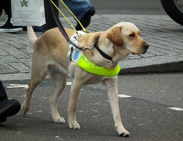 Photo of a guide dog working in an urban setting