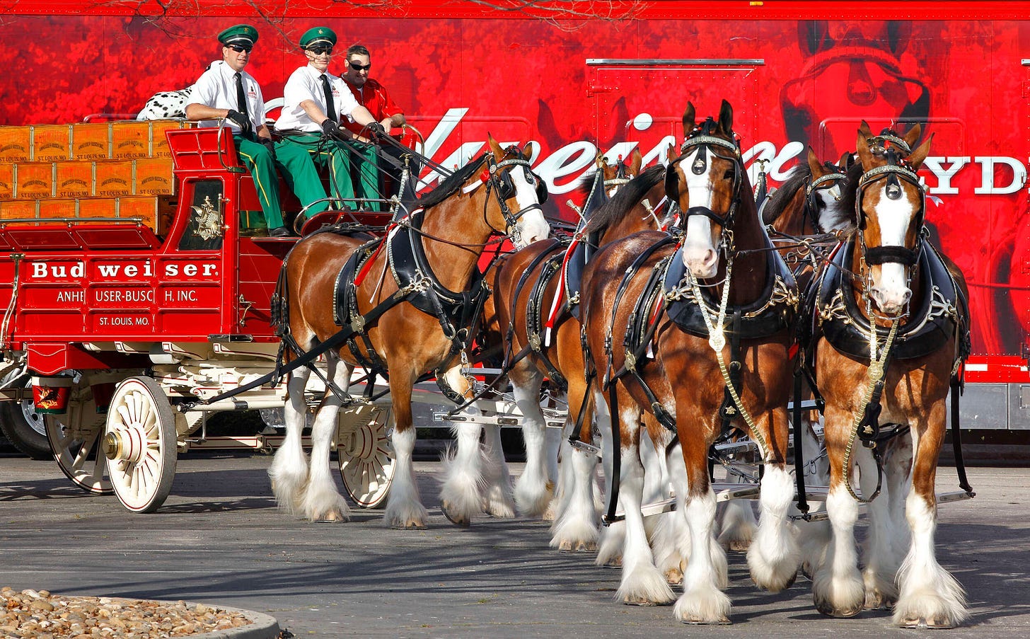 Here Comes the King: World-Famous Budweiser Clydesdales Are Coming to the  University of Arkansas | Arkansas Razorbacks