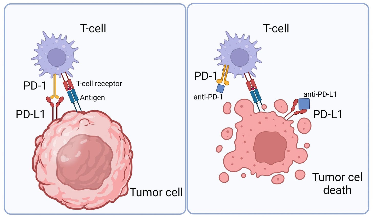 Revealing How Cancer Cells Balance Immune Signals – Columbia University  Postdoc Society Blog