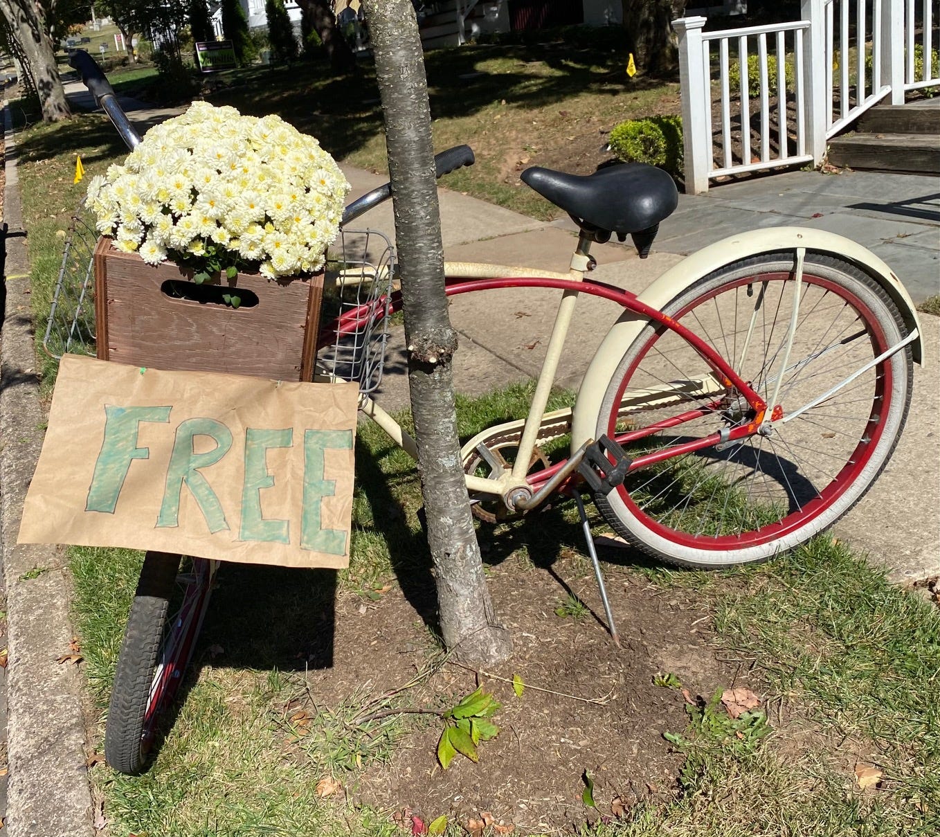 Vintage red and cream bike with big fenders and white mums in a front basket, leaning against a tree, on the grass, next to a sidewalk.