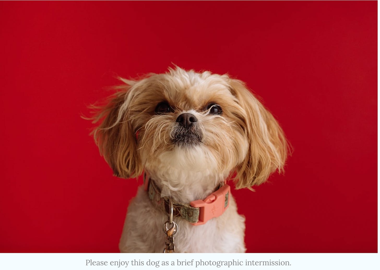 Dog on red background