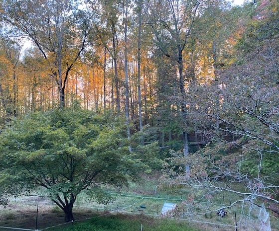 sunset through a woods with orange leaves