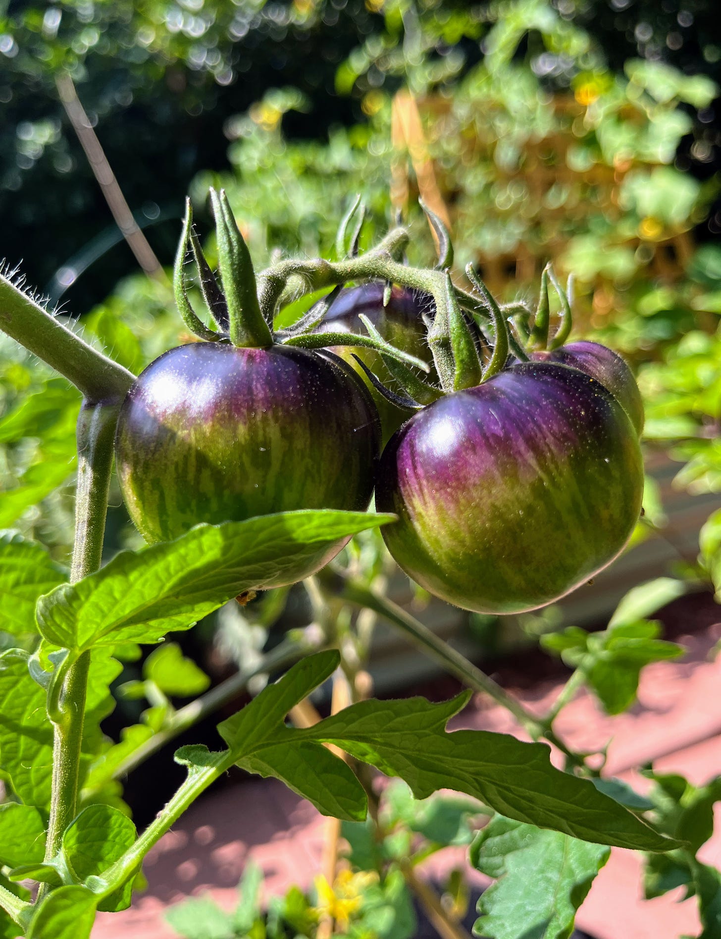 Unripe Queen of the Night tomatoes on the vine