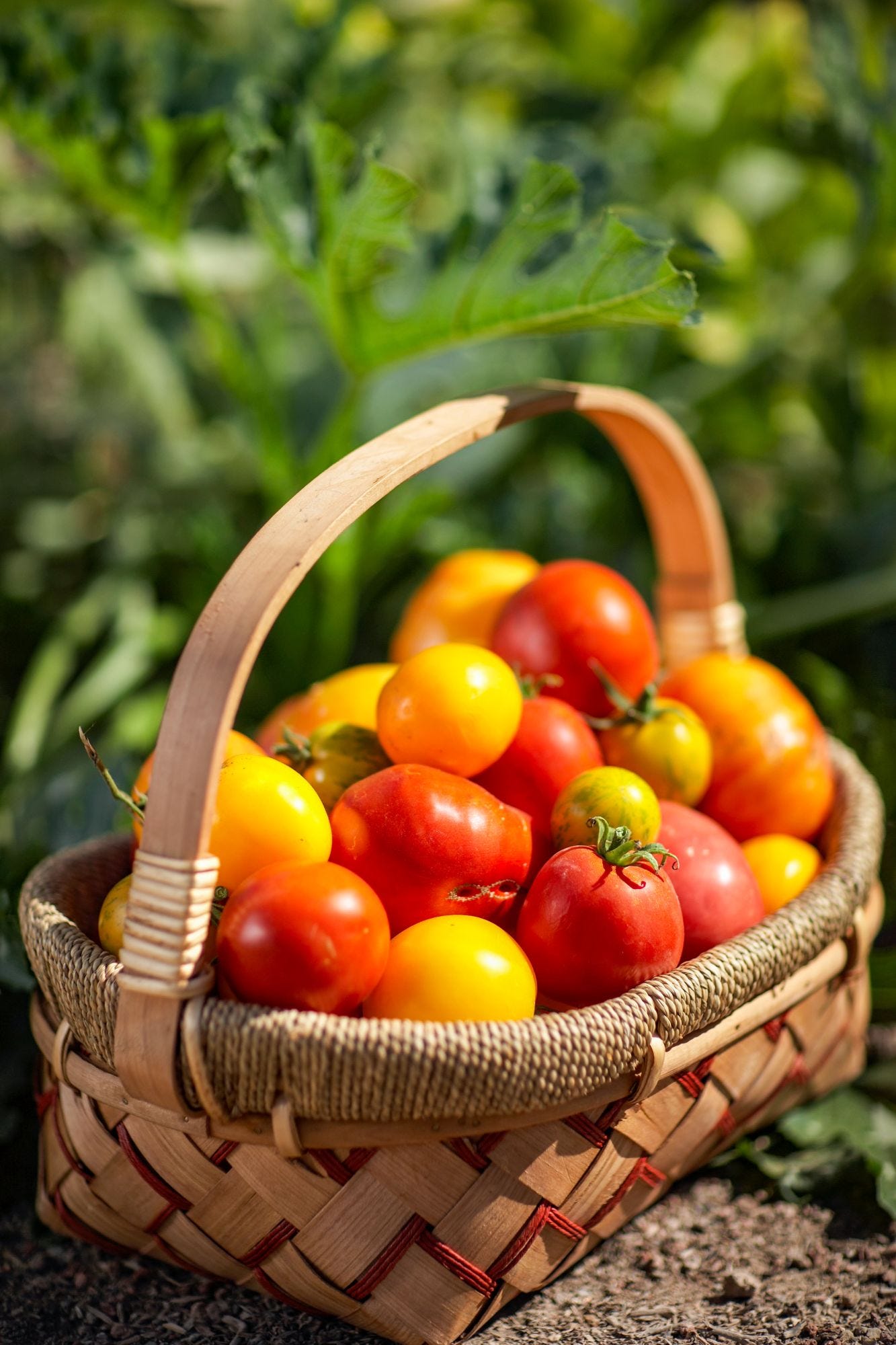 basket of tomatoes Tim Carl