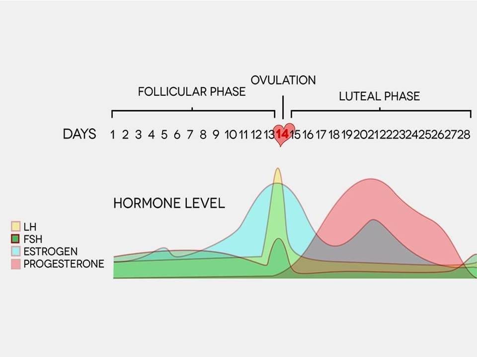 HORMONES & IMMUNITY - MEN VS WOMEN | Naturopathic Doctor in Ottawa -  Revivelife Clinic