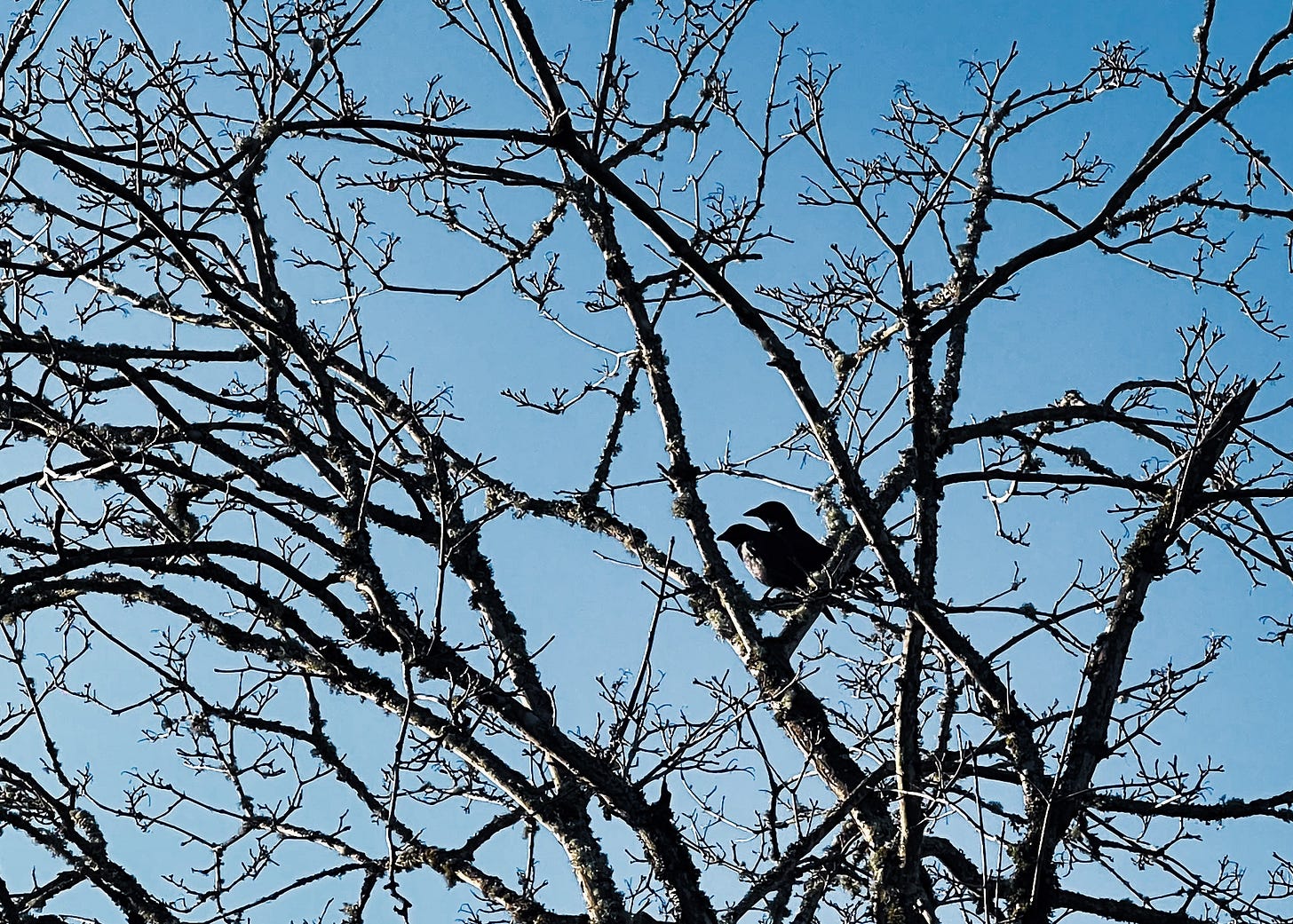 Two black crows sit next to each other in a bare-branched tree against a blue sky