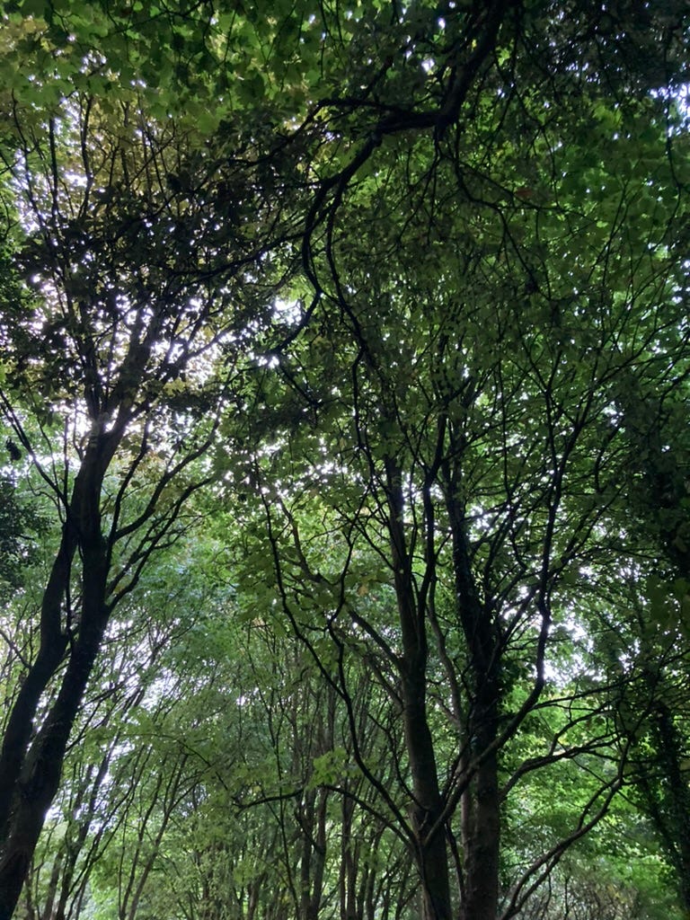 trees in a forest